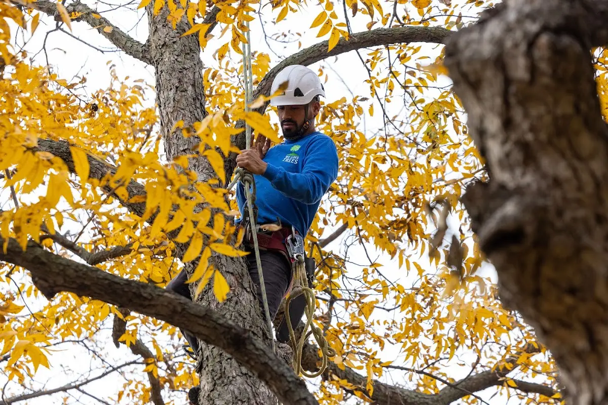 Skilled Tree Pruning crew working in Merchantville